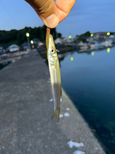 カマスの釣果