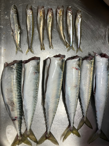 サバの釣果