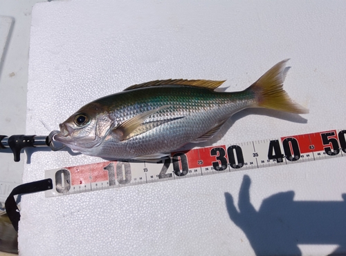 アオダイの釣果