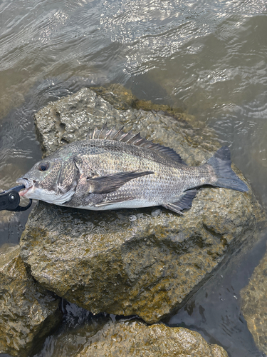 クロダイの釣果