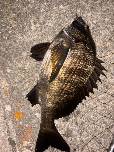 チヌの釣果