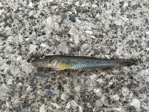 マハゼの釣果