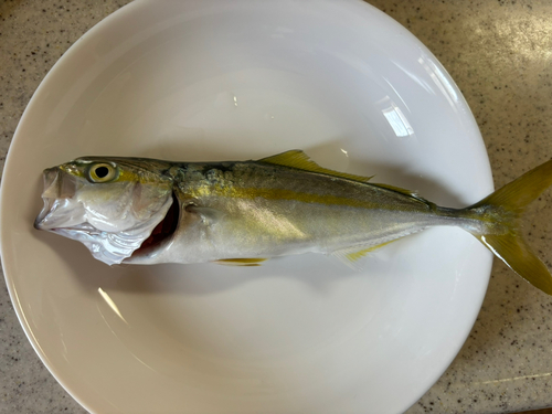 ワカシの釣果