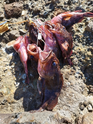 カサゴの釣果