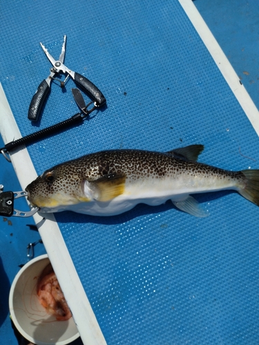 ショウサイフグの釣果