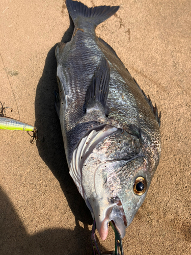 クロダイの釣果