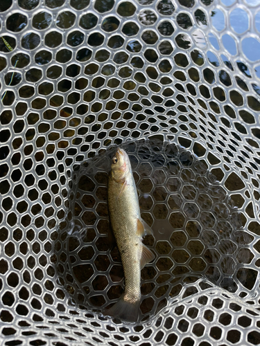 ウグイの釣果