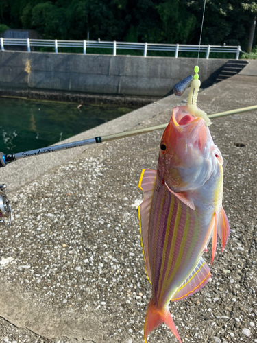 イトヨリダイの釣果