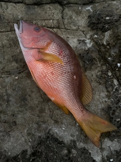 シブダイの釣果