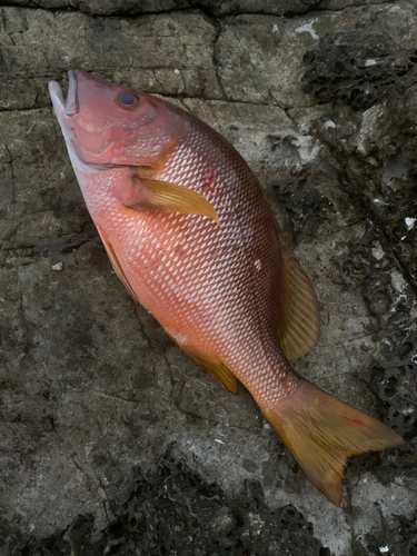 シブダイの釣果