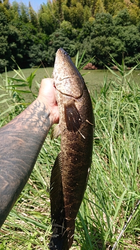 ライギョの釣果