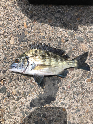 チヌの釣果