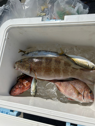 ハタの釣果