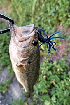 ブラックバスの釣果