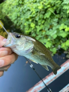 ラージマウスバスの釣果