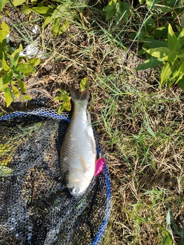 フナの釣果