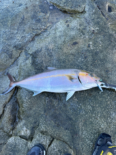 カンパチの釣果