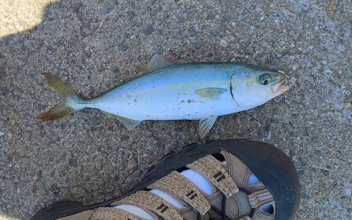 ツバスの釣果