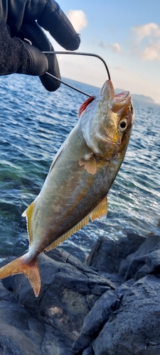 ネリゴの釣果