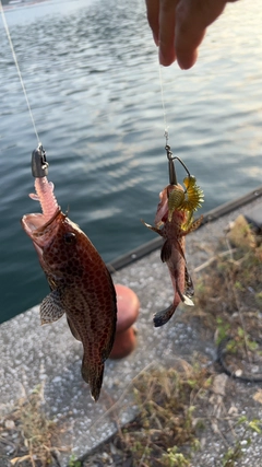 オオモンハタの釣果