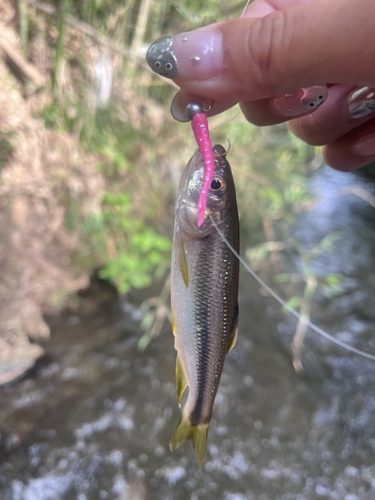 カワムツの釣果