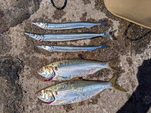 コノシロの釣果