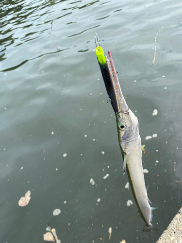 ダツの釣果