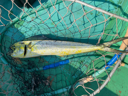 シイラの釣果