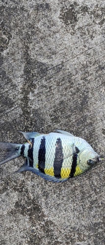 オヤビッチャの釣果