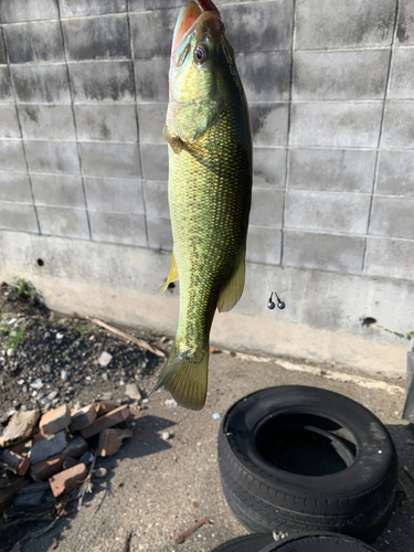 ブラックバスの釣果