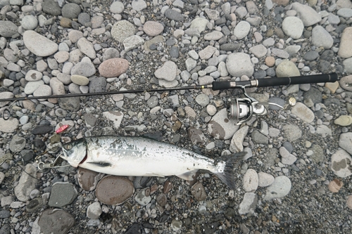 カラフトマスの釣果