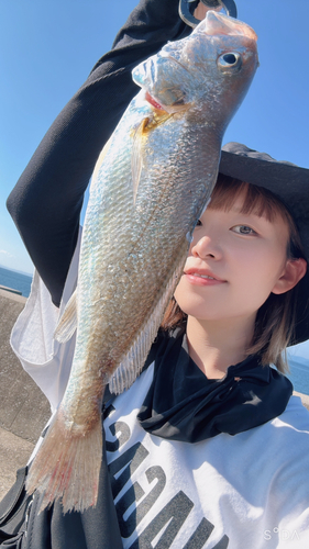 シログチの釣果