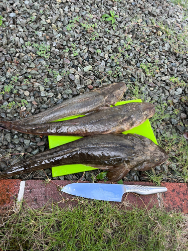 マゴチの釣果