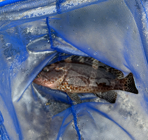 アカハタの釣果