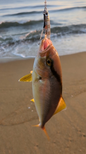 ネリゴの釣果