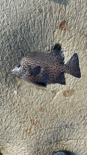 イシガキイシダイの釣果