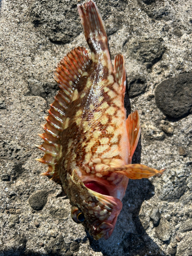 カサゴの釣果