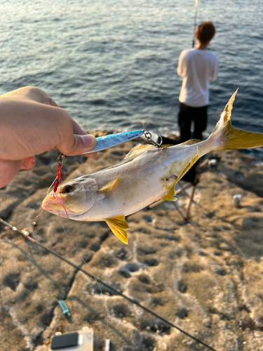 シオの釣果