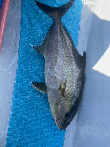 ヒレナガカンパチの釣果