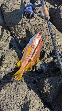 ヨコスジフエダイの釣果