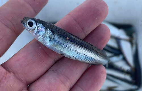 ウルメイワシの釣果