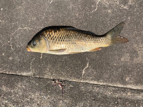 コイの釣果