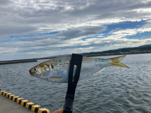 コノシロの釣果