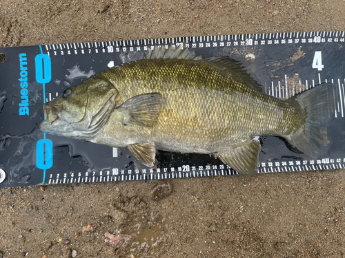 スモールマウスバスの釣果