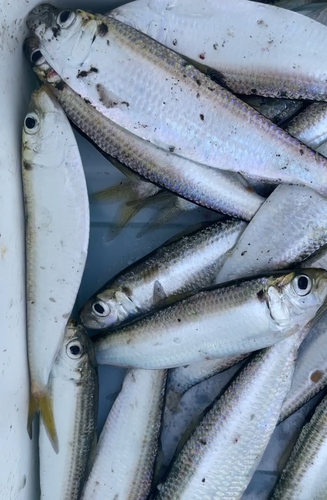 サッパの釣果