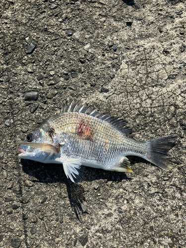 キビレの釣果