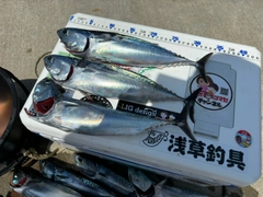 ソウダガツオの釣果