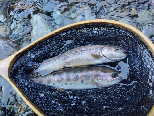 ヤマメの釣果