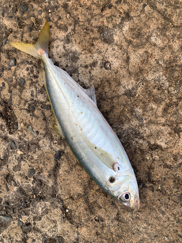 マルアジの釣果