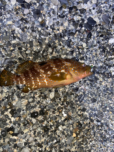 キジハタの釣果